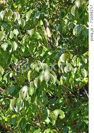 樹木:トチュウ トチュウ科 樹木:トチュウ トチュウ科 71608257