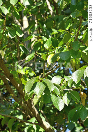 樹木：トチュウ　トチュウ科 71608258