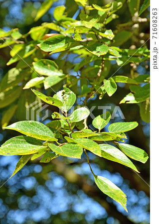 樹木：エノキ　ニレ科 71608263