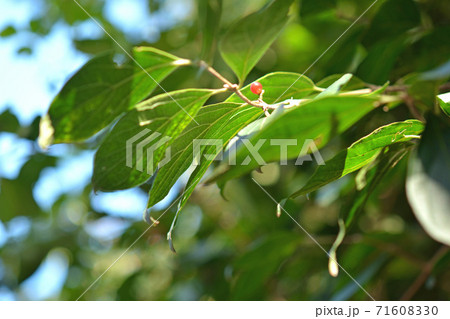 樹木:ハナヒョウタンボク スイカズラ科 樹木:ハナヒョウタンボク スイカズラ科 71608330