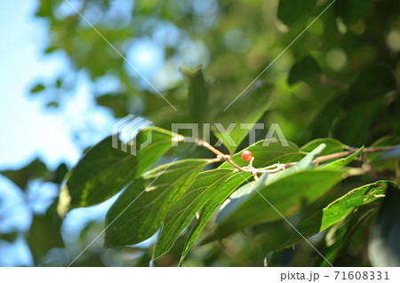 樹木：ハナヒョウタンボク　スイカズラ科 71608331