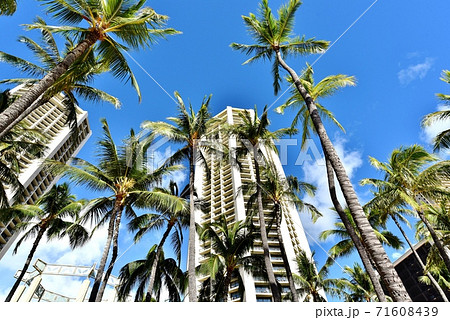 ハワイの休日 71608439