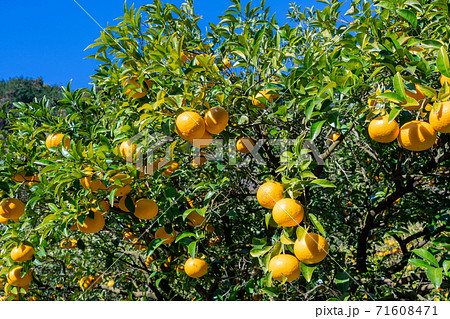 みかん畑・鈴なりの甘夏みかん みかん畑・鈴なりの甘夏みかん 71608471