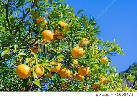 みかん畑 鈴なりの甘夏みかんの写真素材