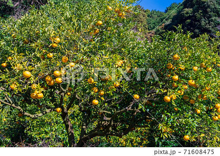 みかん畑・鈴なりの甘夏みかん 71608475