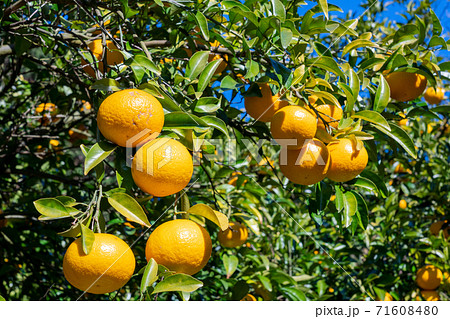 みかん畑・鈴なりの甘夏みかん 71608480