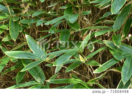 植物：クマザサ　イネ科 71608498