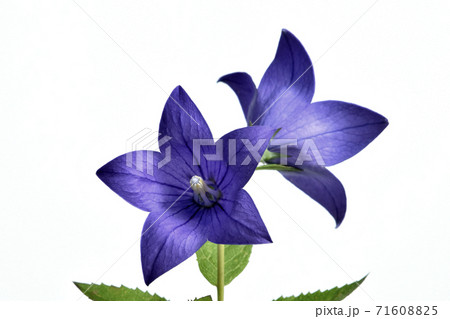 桔梗の花  秋の七草のひとつ (fix撮影) 桔梗の花  秋の七草のひとつ (fix撮影) 71608825