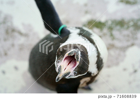 真上から見たペンギン 上を向いて大口を開けたペンギンの写真素材 [71608839] - PIXTA