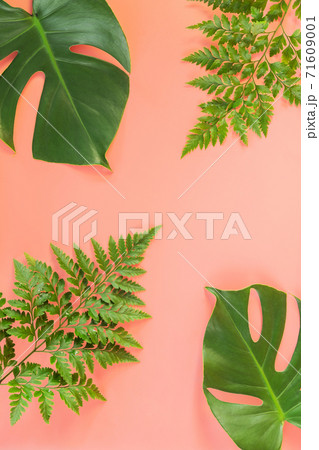 Monstera and fern leafs lay on pink background. Monstera and fern leafs lay on pink background. 71609001