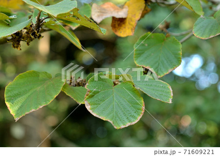 樹木：シナマンサク　マンサク科 71609221