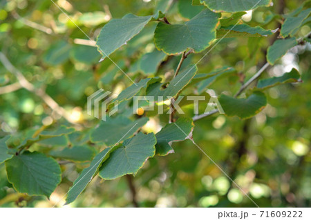 樹木：シナマンサク　マンサク科 71609222