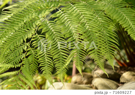 植物:タカワラビ タカワラビ科 植物:タカワラビ タカワラビ科 71609227