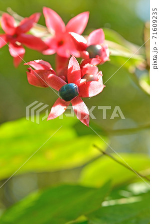 樹木：クサギ　クマツヅラ科 71609235