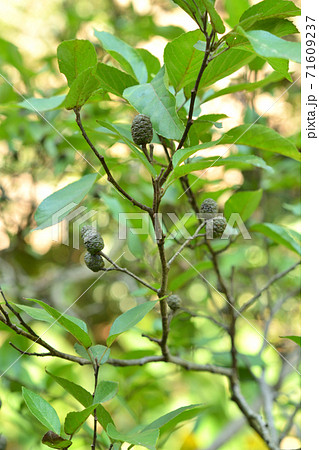 樹木：ハンノキ　カバノキ科 71609237