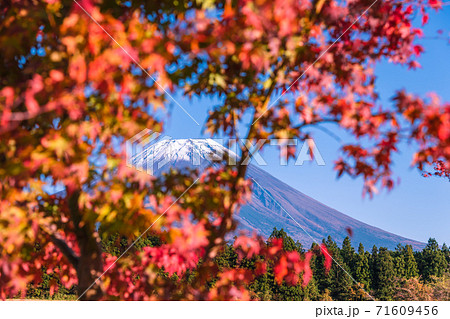 【道の駅朝霧高原からの富士山と紅葉】 71609456