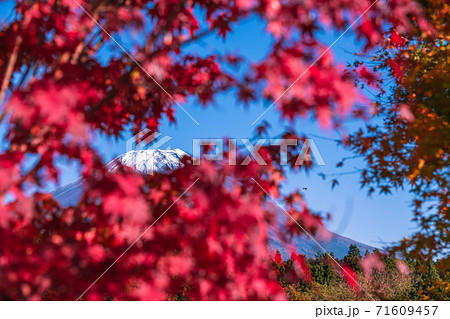 【道の駅朝霧高原からの富士山と紅葉】 71609457