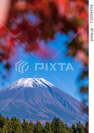 【道の駅朝霧高原からの富士山と紅葉】 71609459