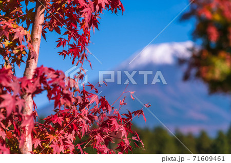 【道の駅朝霧高原からの富士山と紅葉】 71609461