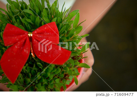 Girl holding green Christmas wheat in a pot with a red tie Girl holding green Christmas wheat in a pot with a red tie 71609477
