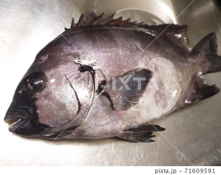 石鯛 71609591