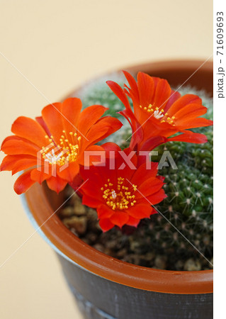 濃いオレンジ色が美しい花サボテン 宝山の写真素材