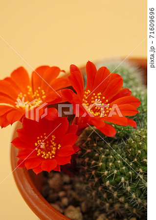 濃いオレンジ色が美しい花サボテン　宝山 71609696