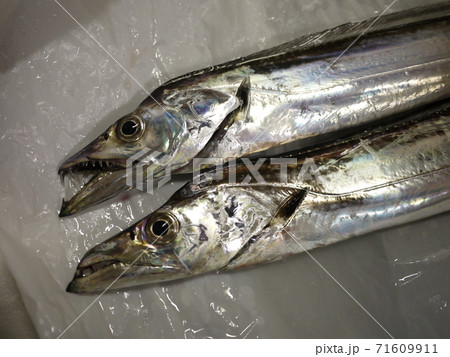 タチウオ タチウオ 71609911