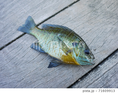 ブルーギル 71609913