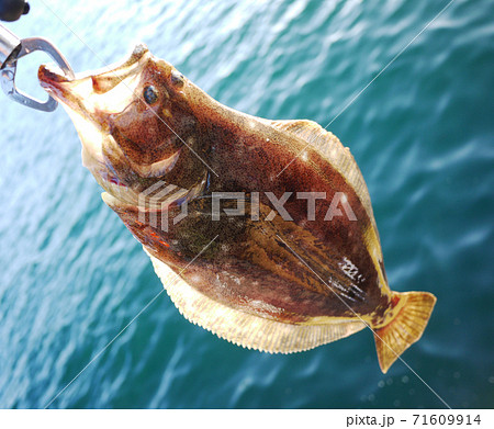 ヒラメ 71609914