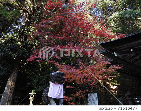 等彌神社　紅葉 71610477