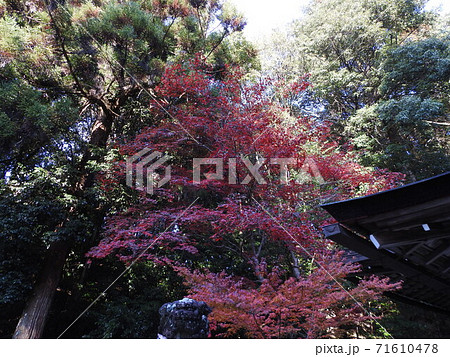 等彌神社 紅葉 等彌神社 紅葉 71610478