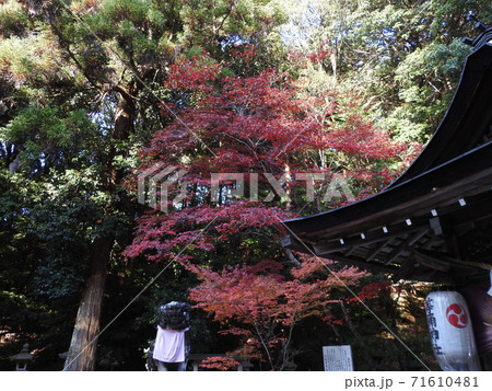 等彌神社　紅葉 71610481