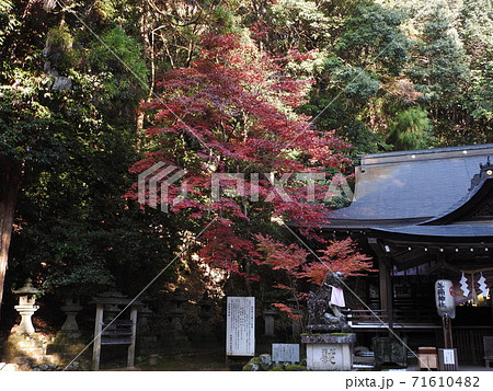 等彌神社　紅葉 71610482