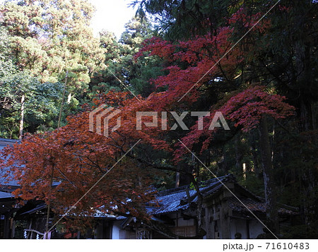 等彌神社 紅葉 等彌神社 紅葉 71610483