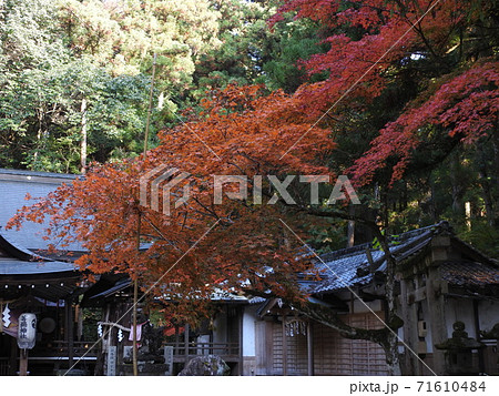 等彌神社　紅葉 71610484