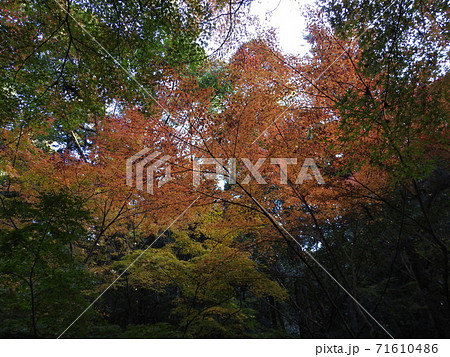 等彌神社　紅葉 71610486