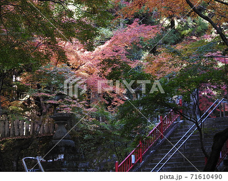 等彌神社 紅葉 等彌神社 紅葉 71610490
