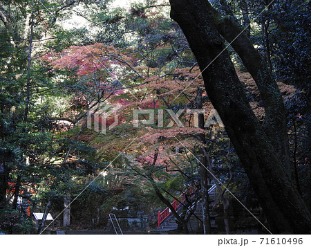 等彌神社 紅葉 等彌神社 紅葉 71610496