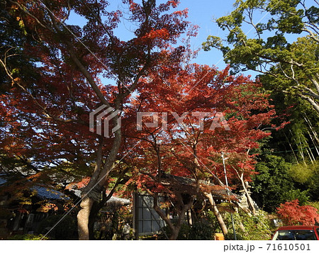 等彌神社 紅葉 等彌神社 紅葉 71610501