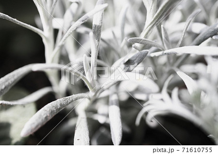 美しい白い葉のシルバーリーフの写真素材