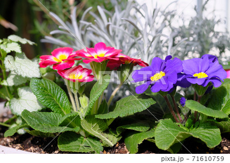 園芸のプリムラ ジュリアンの写真素材
