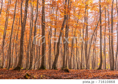 新潟県 秋の美人林 紅葉のブナ林の写真素材
