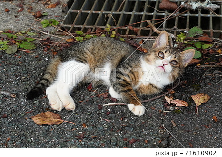駐車場でくつろぐとても可愛い野良猫の子猫の写真素材