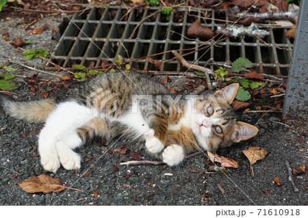 駐車場でくつろぐとても可愛い野良猫の子猫 駐車場でくつろぐとても可愛い野良猫の子猫 71610918