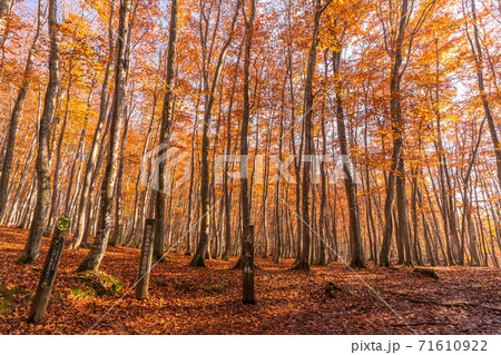 新潟県 秋の美人林 紅葉のブナ林の写真素材