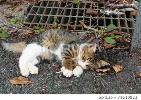 駐車場でくつろぐとても可愛い野良猫の子猫 駐車場でくつろぐとても可愛い野良猫の子猫 71610923