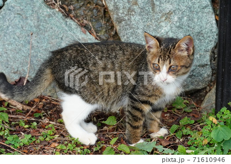 駐車場でくつろぐとても可愛い野良猫の子猫 駐車場でくつろぐとても可愛い野良猫の子猫 71610946