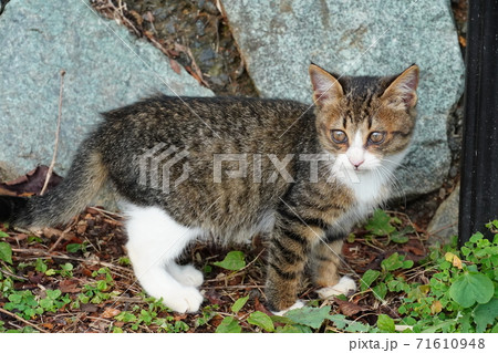 駐車場でくつろぐとても可愛い野良猫の子猫 71610948