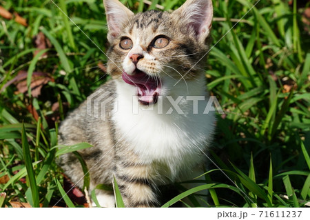 かわいいキジトラ白の野良猫仔猫 71611237